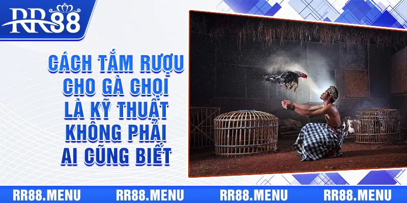 Cách tắm rượu cho gà chọi là kỹ thuật không phải ai cũng biết