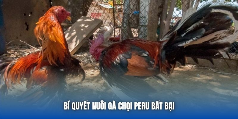 Bí quyết nuôi gà chọi Peru bất bại