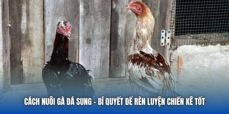 Cách Nuôi Gà Đá Sung - Bí Quyết Để Rèn Luyện Chiến Kê Tốt