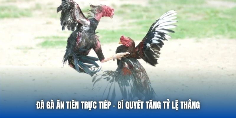 Đá Gà Ăn Tiền Trực Tiếp - Bí Quyết Tăng Tỷ Lệ Thắng