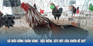 Gà Điều Bông Chân Vàng - Đặc Điểm, Sức Hút Của Chiến Kê Quý