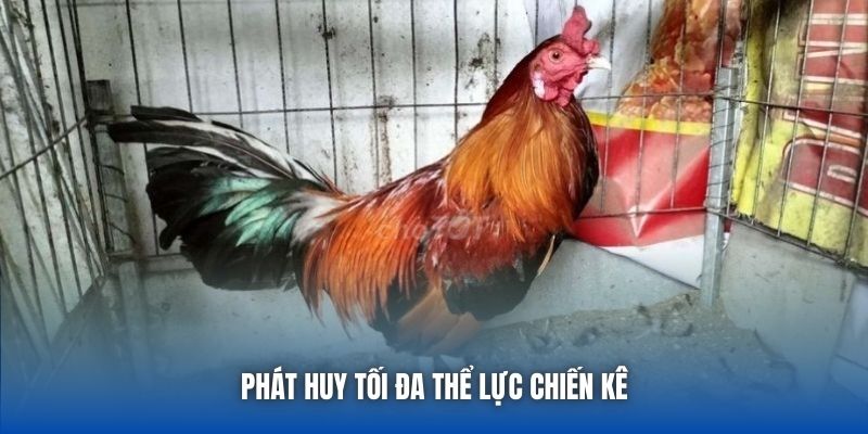 Phát huy tối đa thể lực chiến kê