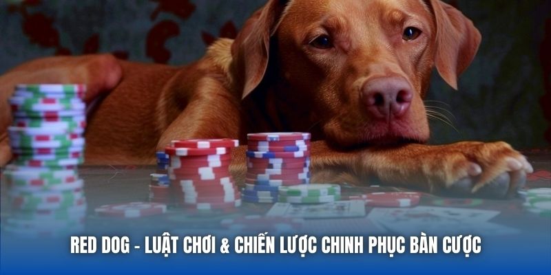 Red Dog | Luật Chơi & Chiến Lược Chinh Phục Bàn Cược